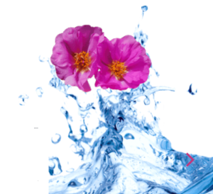 Natulips nei forum opinioni e recensioni